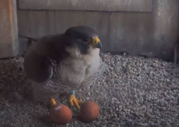 EAttachments9400853b89d3ae6e2b4b33834d1e2b9a28ced6a xl 1024x678 1