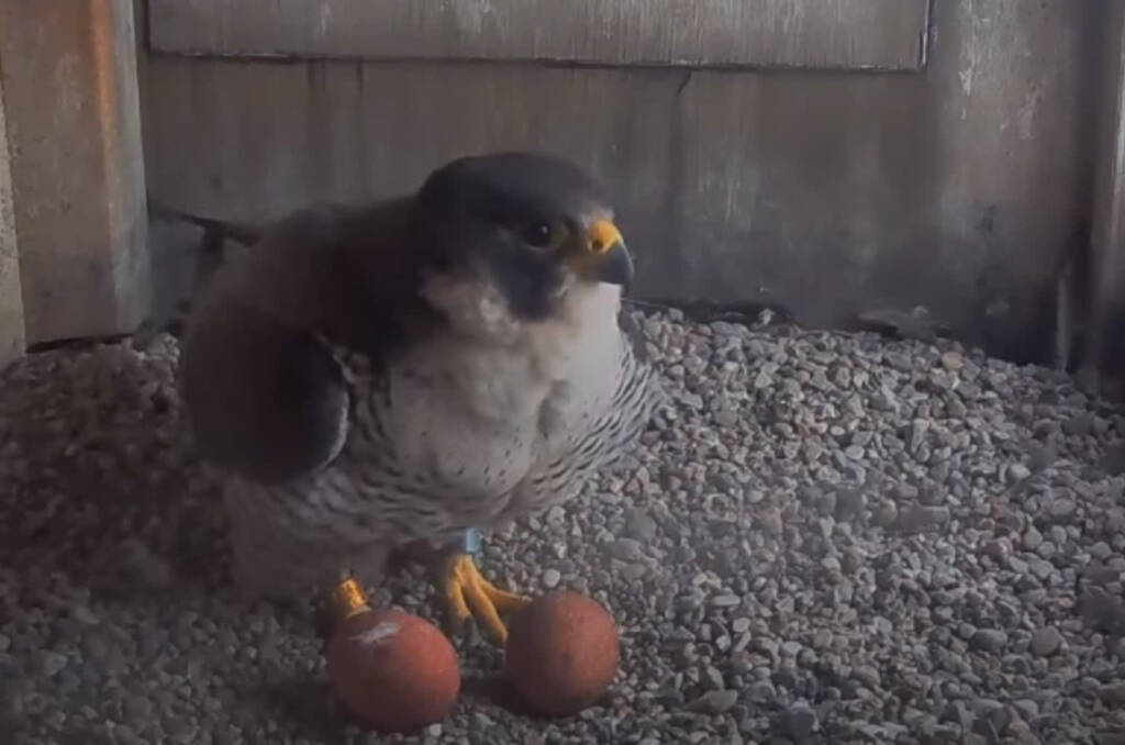 EAttachments9400853b89d3ae6e2b4b33834d1e2b9a28ced6a xl