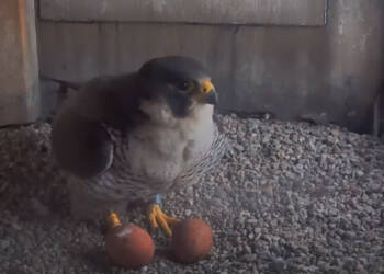 EAttachments9400853b89d3ae6e2b4b33834d1e2b9a28ced6a xl