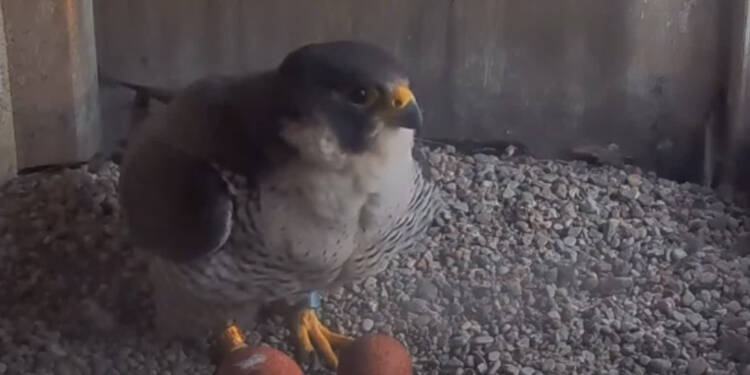 EAttachments9400853b89d3ae6e2b4b33834d1e2b9a28ced6a xl