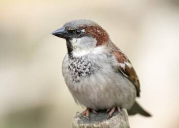 EAttachments9402319df5d4314d4681f8776e1fba859517906 xl