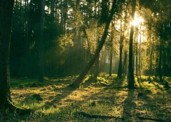 Spacer krajoznawczy. Leśna przygoda na pierwszy dzień wiosny 2 EAttachments9404244f2fe3d03a7abb17edde116bb2215b343 xl