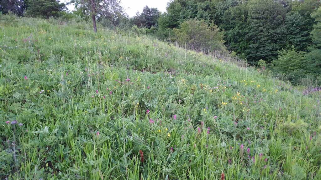 „Ratujemy murawę Białej Góry”. Wspólna akcja w Justynówce 1 EAttachments9404817550ae9c8527713fbf3c7c7bf476e4875 xl