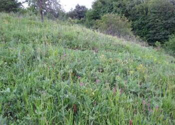 „Ratujemy murawę Białej Góry”. Wspólna akcja w Justynówce 2 EAttachments9404817550ae9c8527713fbf3c7c7bf476e4875 xl