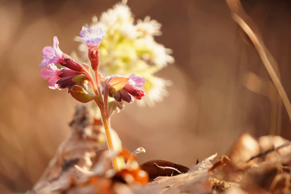 Wiosna w buczynie karpackiej 1 EAttachments9405644b5af53c40d32e9c97caf1d3784d9134c xl