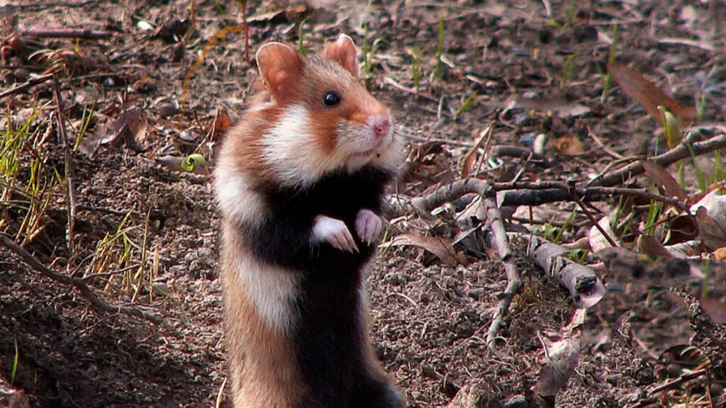 EAttachments940615259629dbec39eafefae58c566c14c3f68 xl