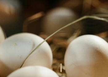 EAttachments9406826b4eb4e6bb2d03d1a47d6cdeb86acabc0 xl