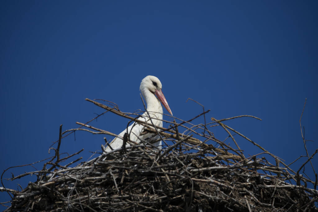 28.03.2026 Trele morele - populacja bociana białego na Lubelszczyźnie 1 EAttachments9406845c0df27df576c6b6f81a32194fdcecad3 xl