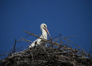 EAttachments9406845c0df27df576c6b6f81a32194fdcecad3 xl