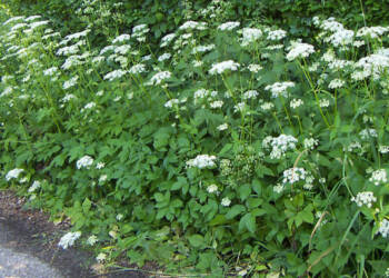 EAttachments94072508625b1fb2960db2d0f7985fb5616e665 xl 1024x576 1