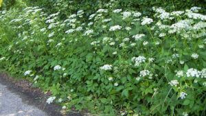 EAttachments94072508625b1fb2960db2d0f7985fb5616e665 xl 300x169 1