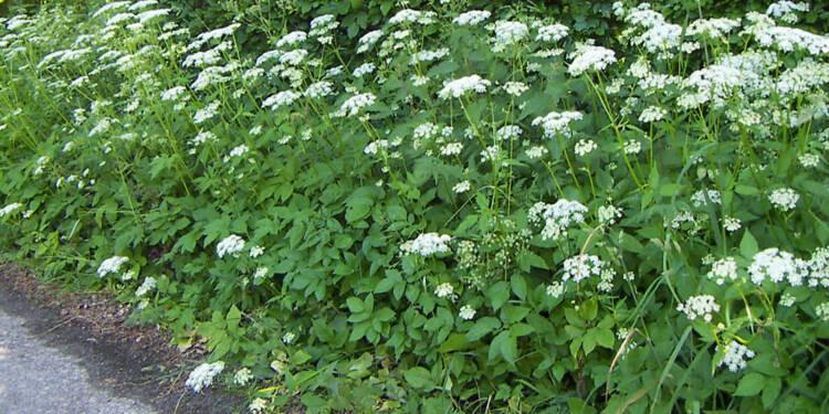 EAttachments94072508625b1fb2960db2d0f7985fb5616e665 xl