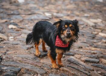 EAttachments94075755267e362ace47fff3436e6f01c4f28c9 xl