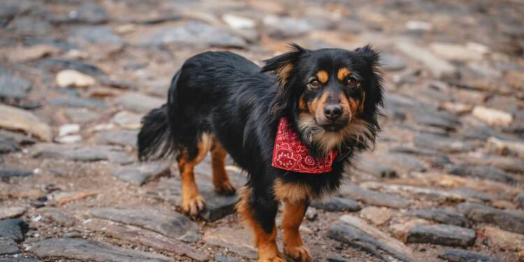 EAttachments94075755267e362ace47fff3436e6f01c4f28c9 xl