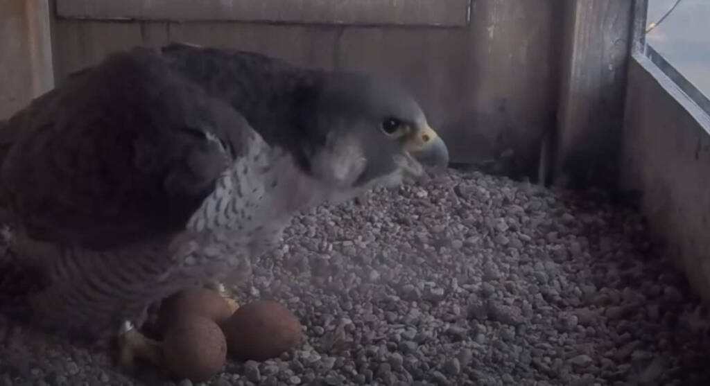 EAttachments94099646915c2e117adf615dd8e6e47291997fd xl