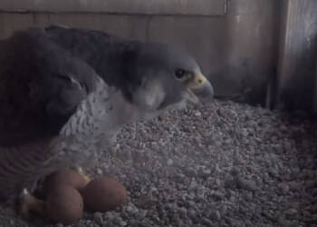 EAttachments94099646915c2e117adf615dd8e6e47291997fd xl