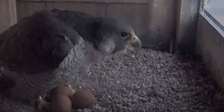 EAttachments94099646915c2e117adf615dd8e6e47291997fd xl