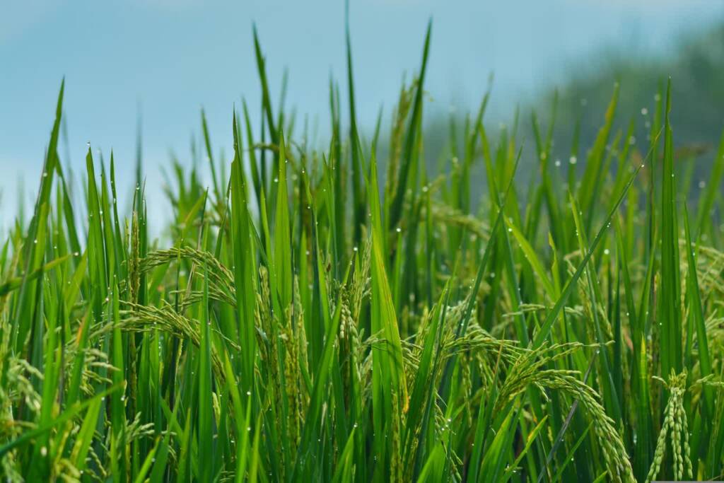 EAttachments9411536ba327f513aadb672c3b0ad2c597f6d2c xl