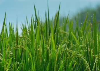 EAttachments9411536ba327f513aadb672c3b0ad2c597f6d2c xl