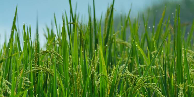 EAttachments9411536ba327f513aadb672c3b0ad2c597f6d2c xl