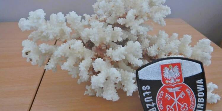 EAttachments9412536f9b7e0b7191d75afdf52ea1484261f60 xl