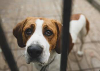 EAttachments9414744bc50bbd0f19ab4e2fe4380e7e72cadd7 xl