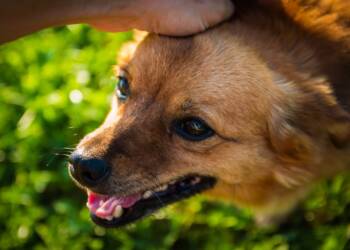 EAttachments9415196fff3d5f028fccf0d12b9ecf4bc37ffbd xl