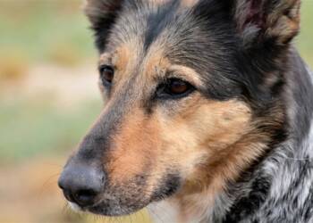 Naukowcy byli zaskoczeni. Wiemy, od kiedy psy towarzyszą człowiekowi 2 EAttachments94160886c932115d558069a2c7e2174423d850c xl