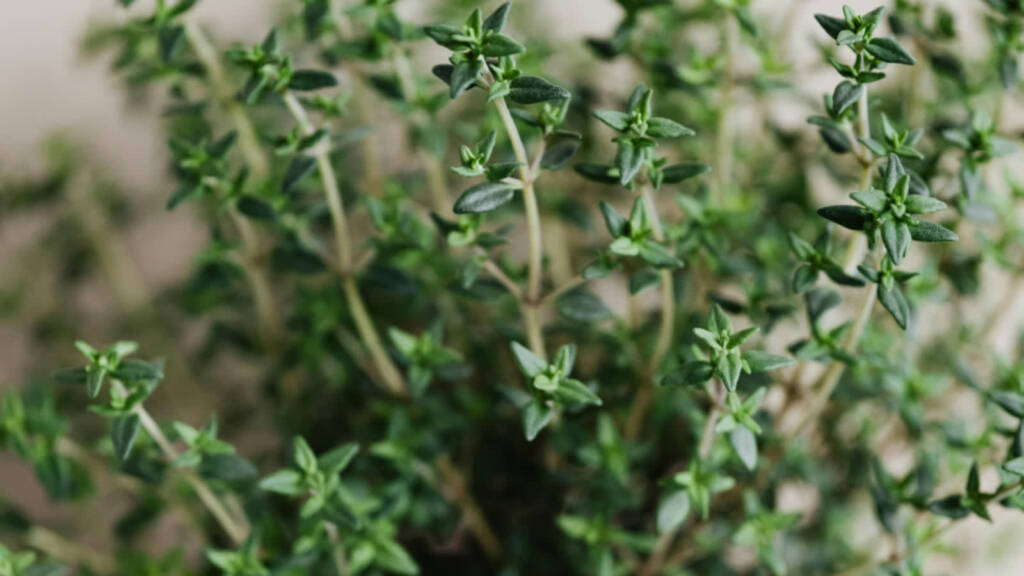 28.03.2026 Poradnik działkowca - m.in. o cząbrze 1 EAttachments941722167ceb2df98842cd28989e9a24d5c8288 xl