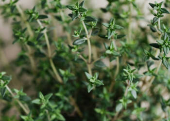 28.03.2026 Poradnik działkowca - m.in. o cząbrze 2 EAttachments941722167ceb2df98842cd28989e9a24d5c8288 xl