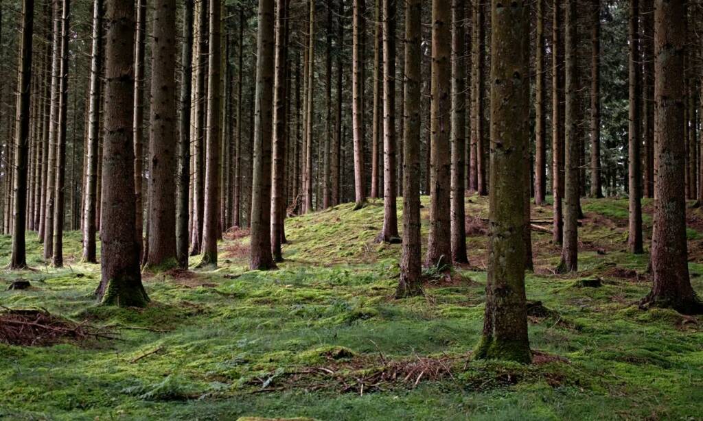 28.03.2026 Leśne wędrowanie 1 EAttachments9417274ba07235f1c6eee7b687de59075b0dda1 xl