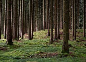 28.03.2026 Leśne wędrowanie 2 EAttachments9417274ba07235f1c6eee7b687de59075b0dda1 xl