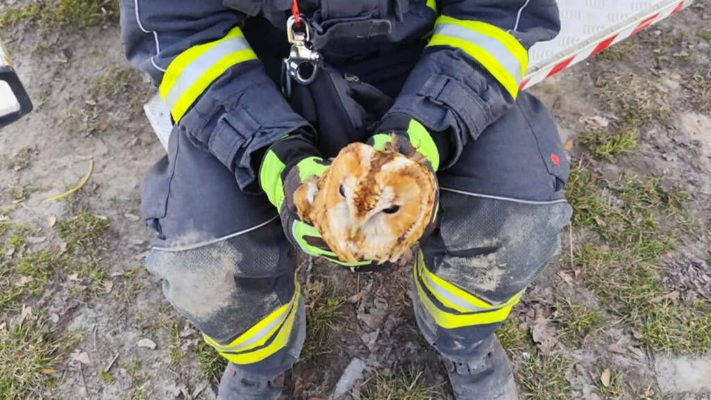 Strażacy z Wilczopola uratowali sowę zaplątaną w sieć 1 EAttachments94201218799e3420644afc28e6a9e8f5a02e835 xl