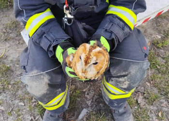 EAttachments94201218799e3420644afc28e6a9e8f5a02e835 xl