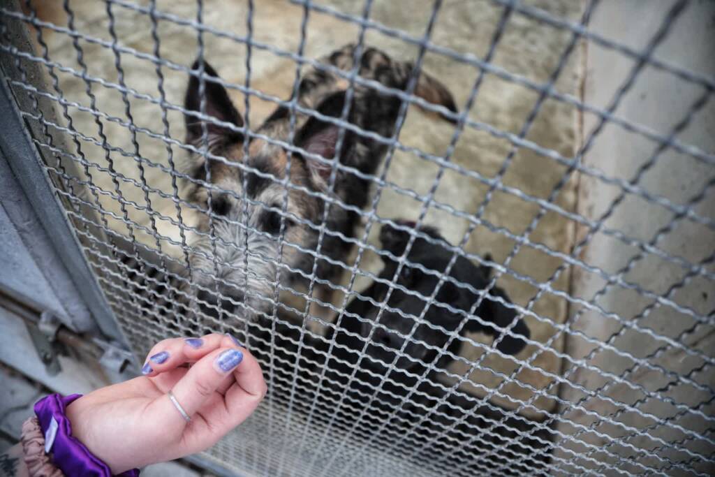 Dzień otwarty w lubelskim schronisku 1 EAttachments9420626af6872a1a59a982ff4e0478ed495e83b xl