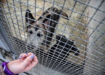 Dzień otwarty w lubelskim schronisku 2 EAttachments9420626af6872a1a59a982ff4e0478ed495e83b xl