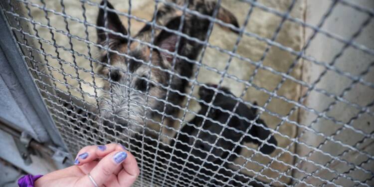 Dzień otwarty w lubelskim schronisku 1 EAttachments9420626af6872a1a59a982ff4e0478ed495e83b xl