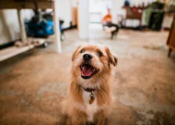 30.03.2026 Chwila dla pupila - jak wyciszyć psa w domu? 2 EAttachments942136414e503ec5e415a39066edef1c3a7df79 xl