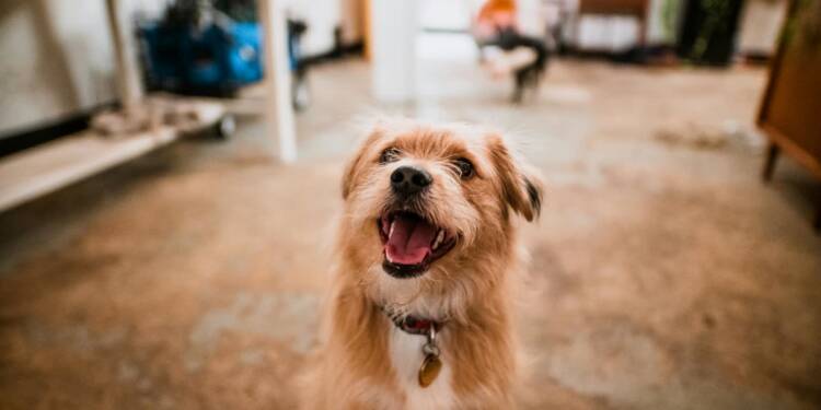 EAttachments942136414e503ec5e415a39066edef1c3a7df79 xl