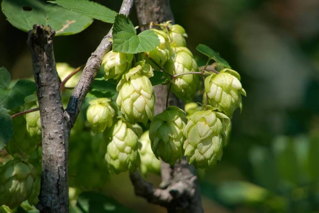 Lubelski chmiel na liście produktów tradycyjnych? Jest wniosek plantatorów 1 EAttachments94231152b1700e81b2e98009a2dfd0d8d5b8ad3 xl 1