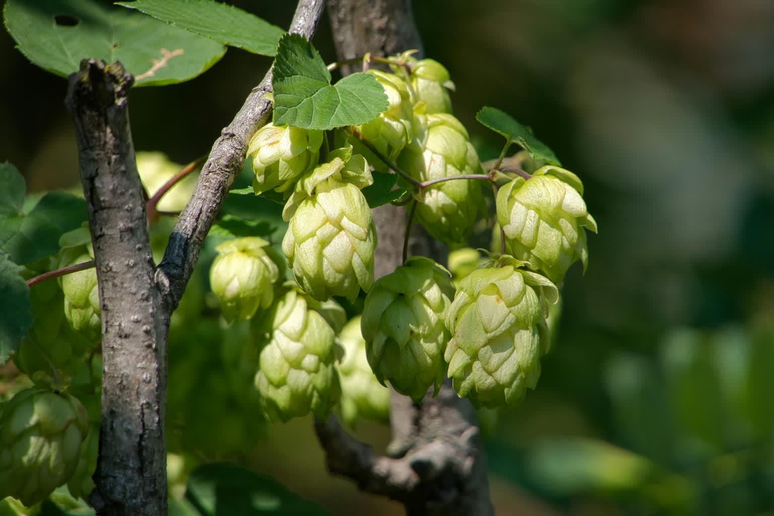 Lubelski chmiel na liście produktów tradycyjnych? Jest wniosek plantatorów
