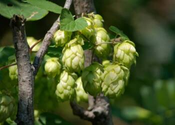 EAttachments94231152b1700e81b2e98009a2dfd0d8d5b8ad3 xl 1024x683 1