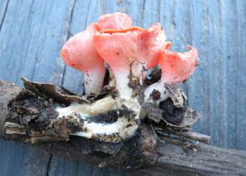 EAttachments9423143045abb5f261024fcdd8de171f4a4bbd3 xl