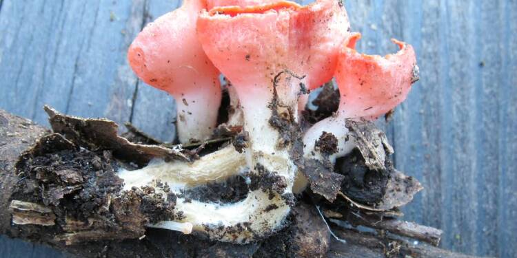 EAttachments9423143045abb5f261024fcdd8de171f4a4bbd3 xl