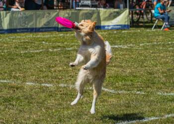 EAttachments94236163d6bbd17900114b7c5a41393da9401ac xl