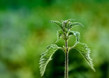 31.03.2026 Żyj zdrowo - pokrzywa 3 EAttachments94236253a794d326bd27bb5900e1e4c1dd4cfe7 xl