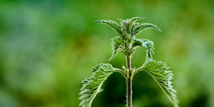 EAttachments94236253a794d326bd27bb5900e1e4c1dd4cfe7 xl