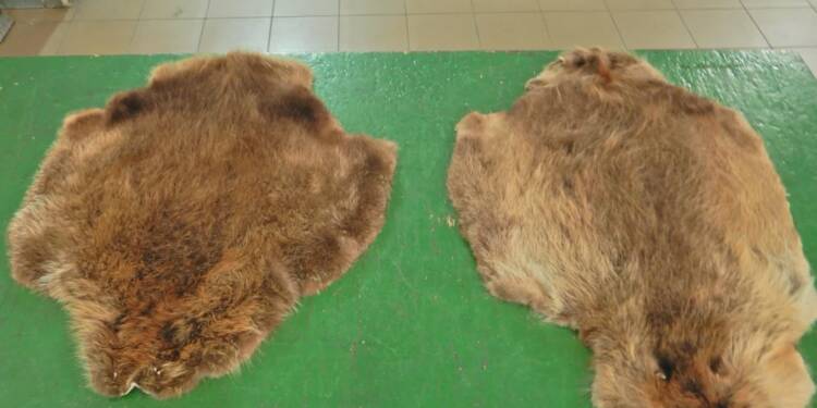 Nielegalny przewóz skór bobra udaremniony na granicy 1 EAttachments94241648039a7f30047990f7dbabb7c8408ce0e xl