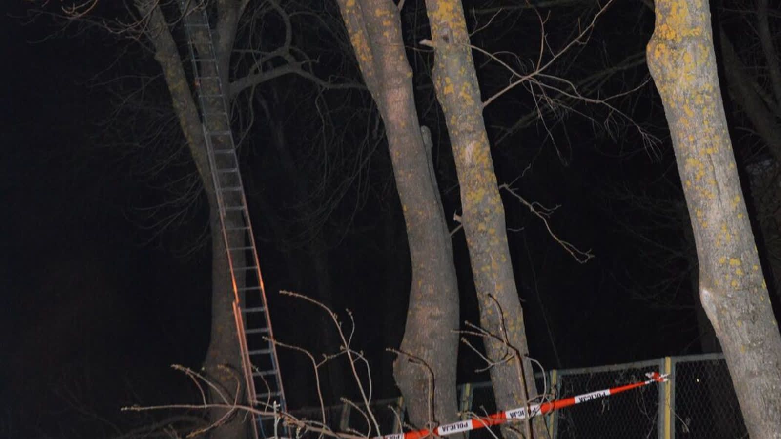 Tragiczny wypadek przy przycinaniu drzew. Nie żyje 43-latek