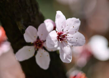 EAttachments70610620b2f354b68e2048a639b98c37ffa6f43 xl 1024x709 1